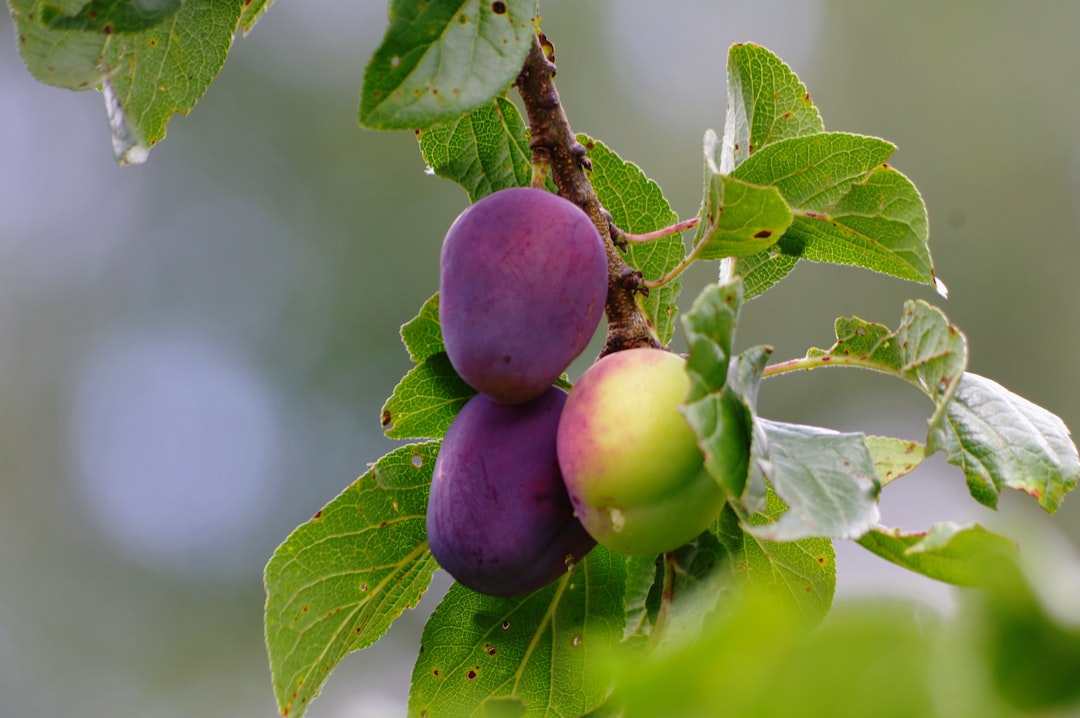 What to Expect When You Start Eating Prunes (image credits: unsplash)