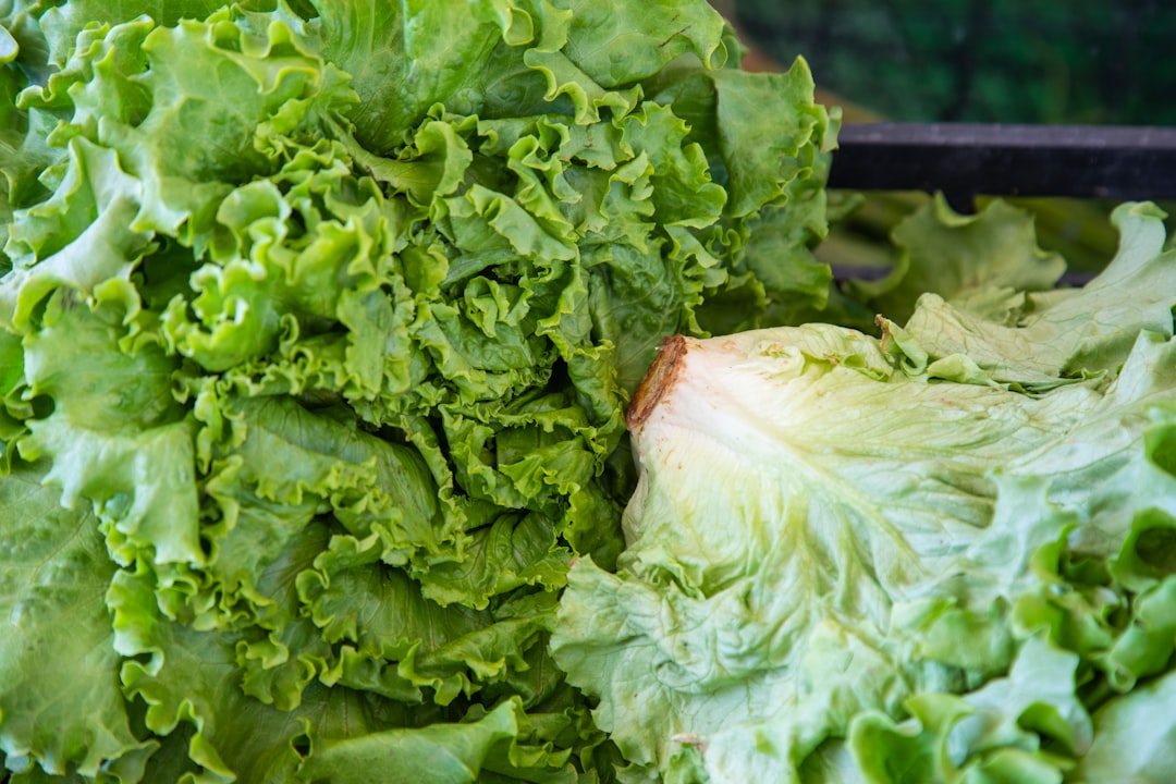 Lettuce (image credits: unsplash)