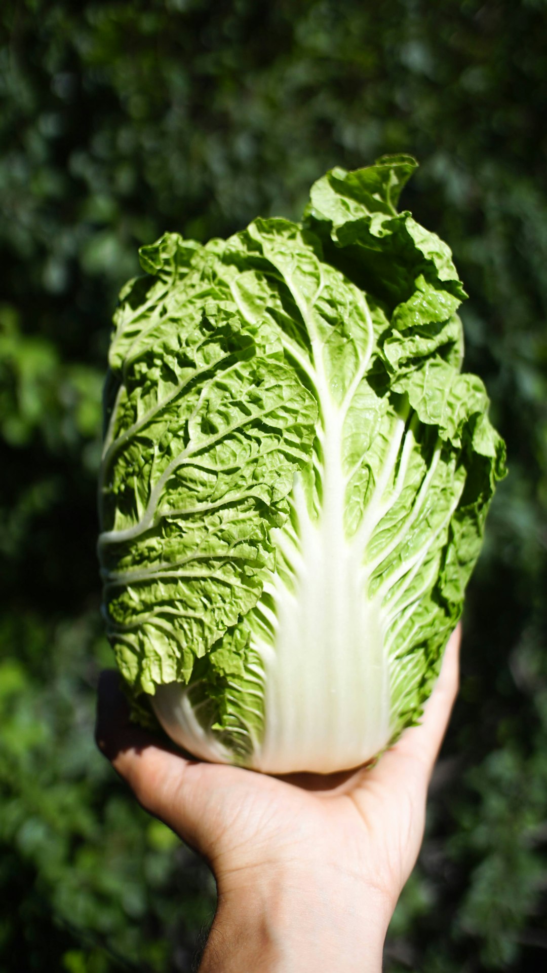 Chinese Cabbage: The Versatile Runner-Up (image credits: unsplash)