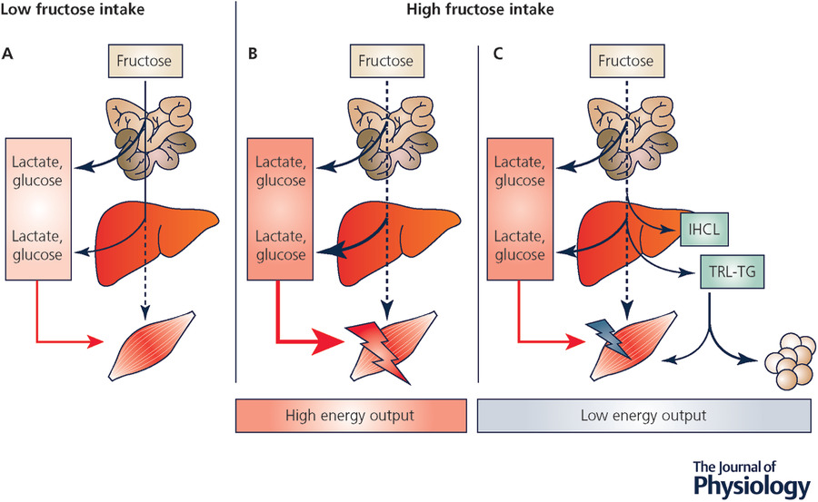 Your Body's Complicated Relationship with Fructose (image credits: wikimedia)