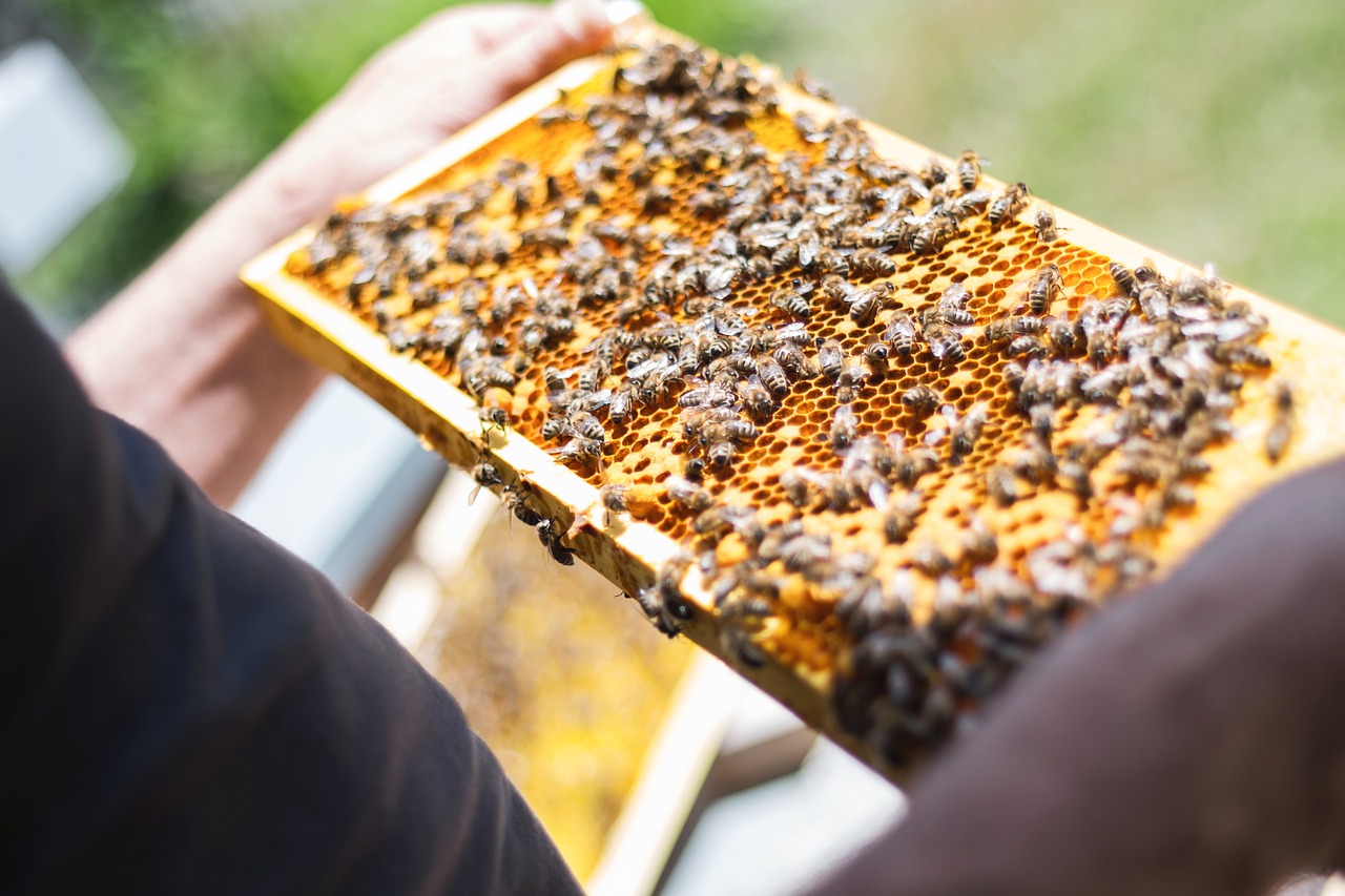 Sustainable Honey Production (image credits: pixabay)