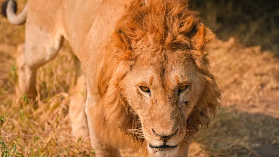 7. Leo: The Charismatic Earner (Image Credits: Pexels)