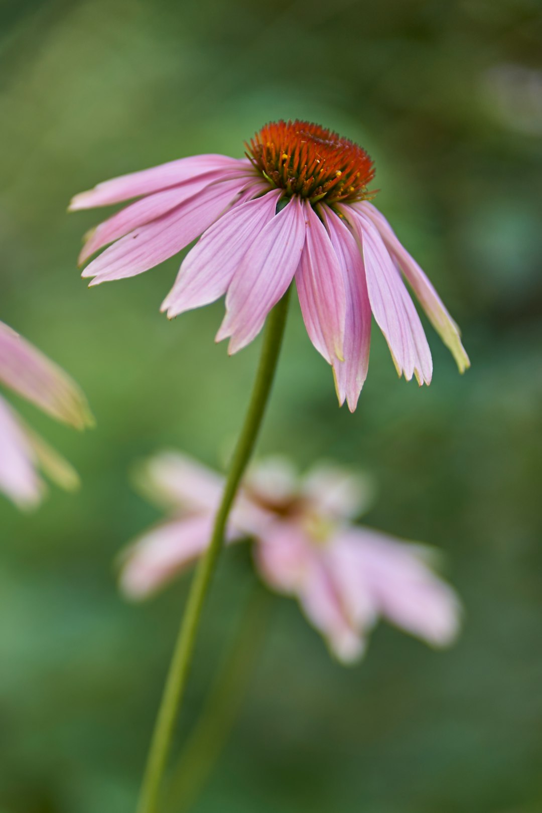 Echinacea: The Immune-Booster for Respiratory Infections (image credits: unsplash)