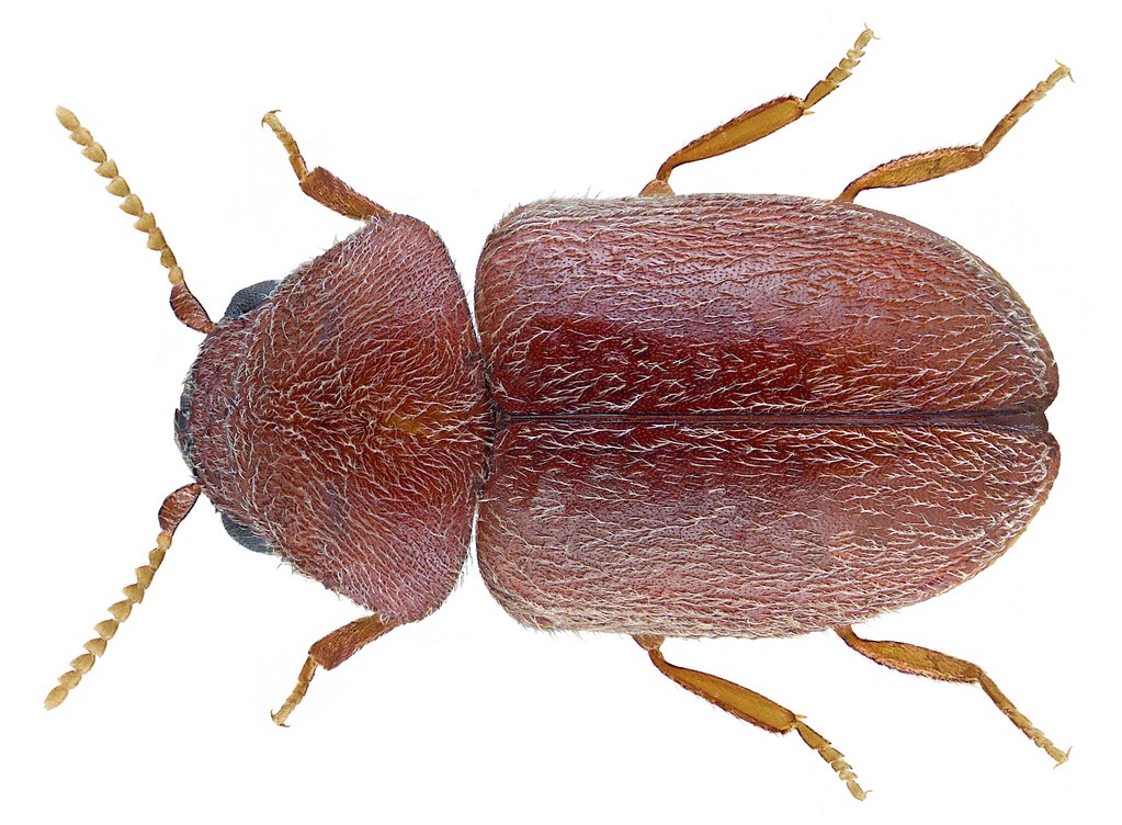 Cereal – The Beetle's Breakfast Bar (image credits: flickr)