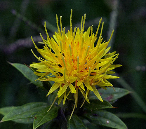 Safflower Oil (image credits: wikimedia)