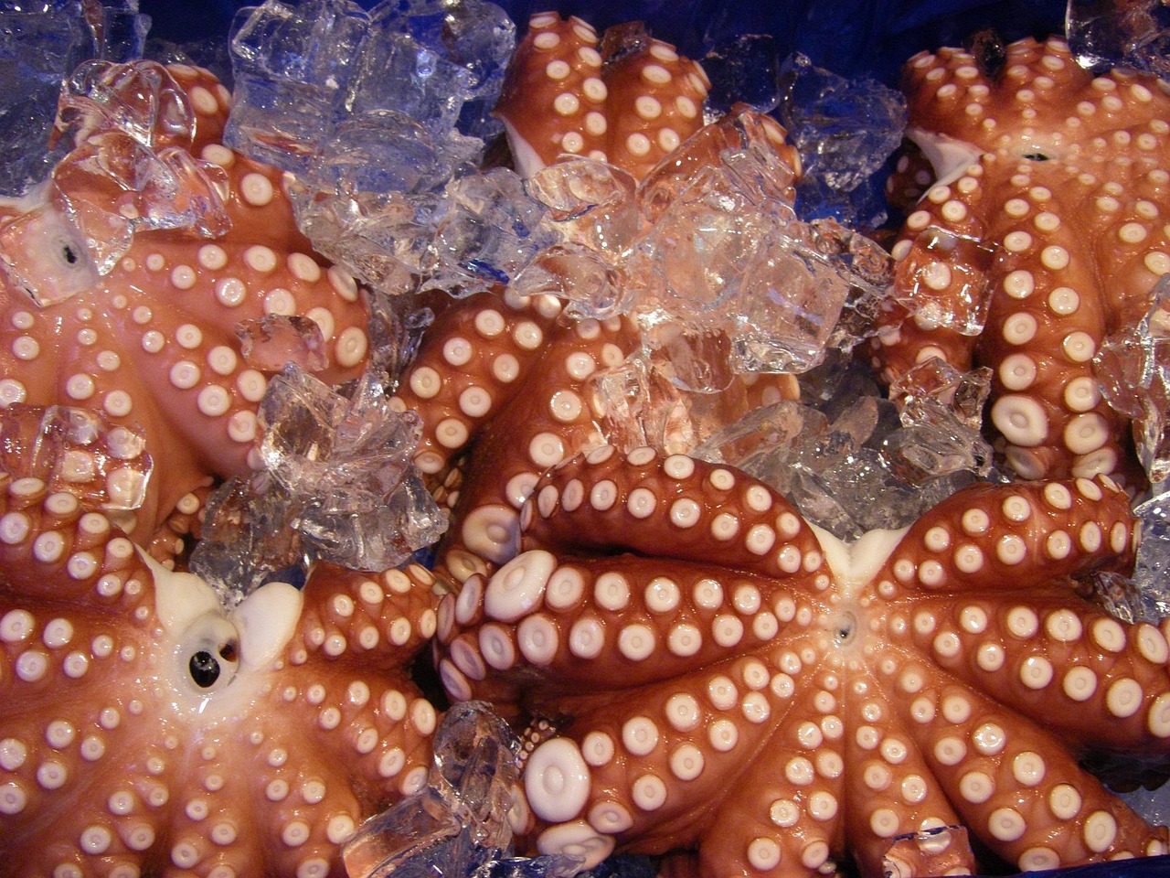 Octopus: Overfished and Overloved (image credits: pixabay)