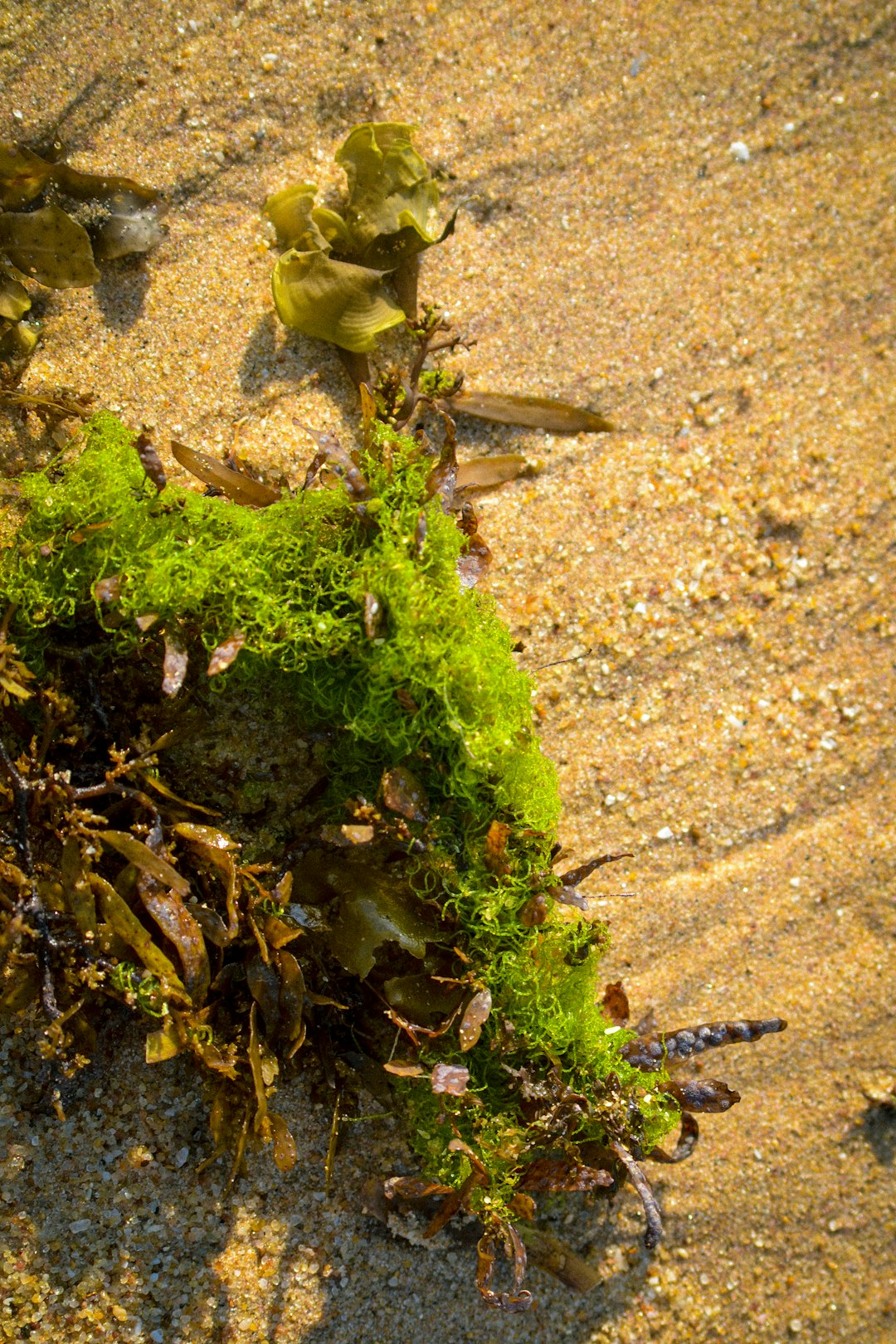 Sea Moss: The Mineral-Rich Algae (image credits: unsplash)
