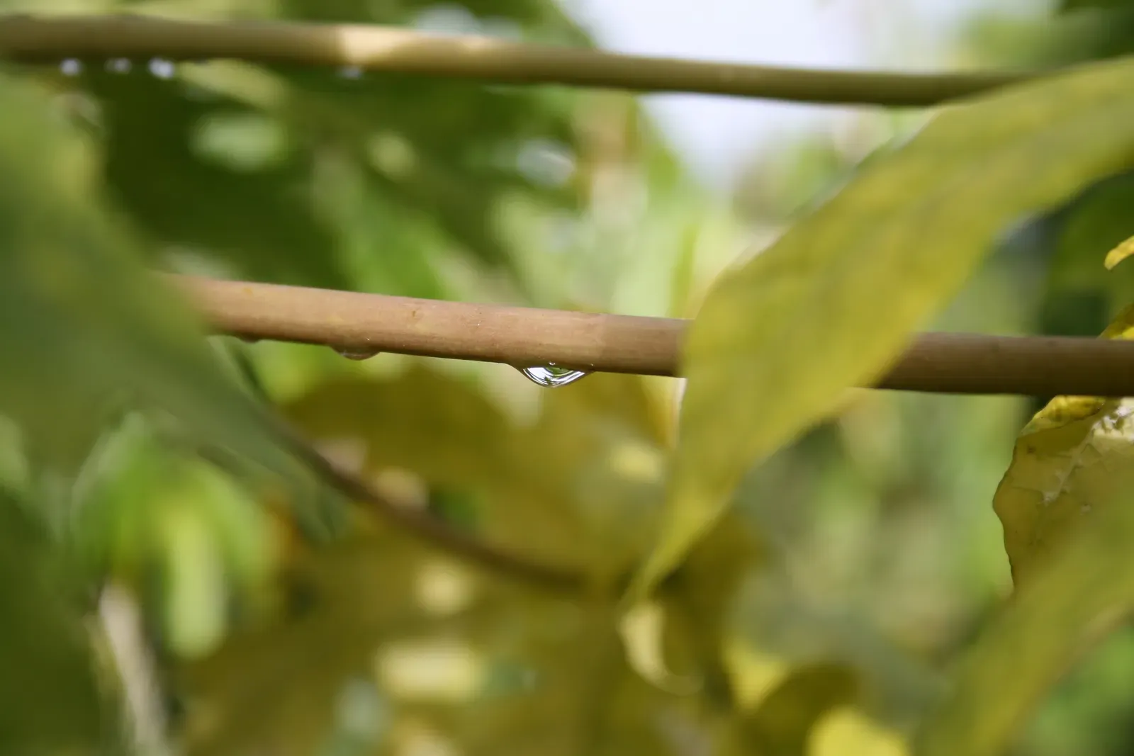 Papaya: The Digestive System's Best Friend (Image Credits: Wikimedia)