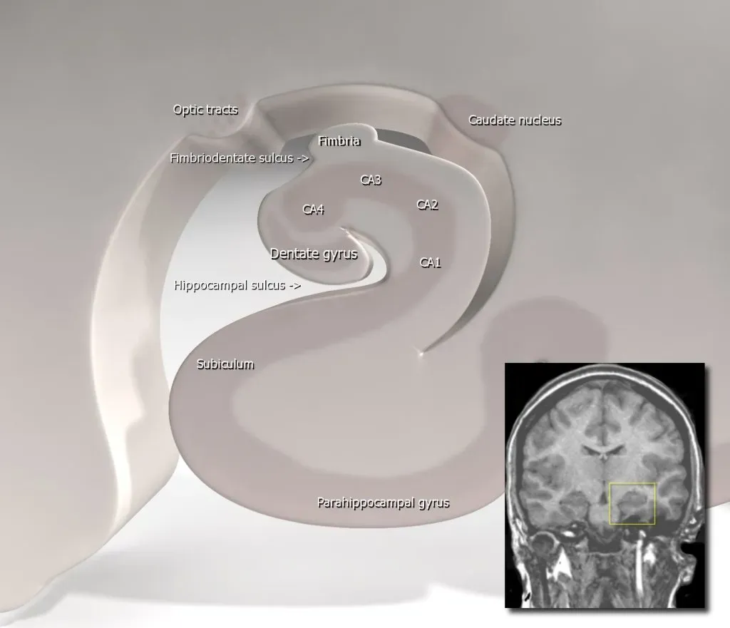The Hippocampus Loses Its Grip (Original image donated by Frank Gaillard Designs. First uploaded to the English Wikipedia as Hippocampus_(brain).jpg., CC BY-SA 3.0)