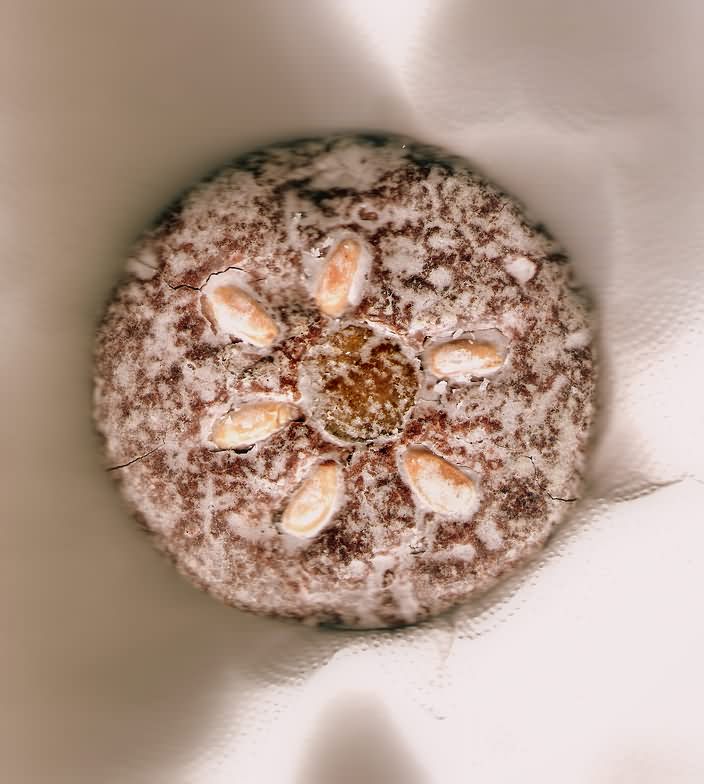 Lebkuchen - Spiced Cookies That Taste Like Christmas (image credits: wikimedia)