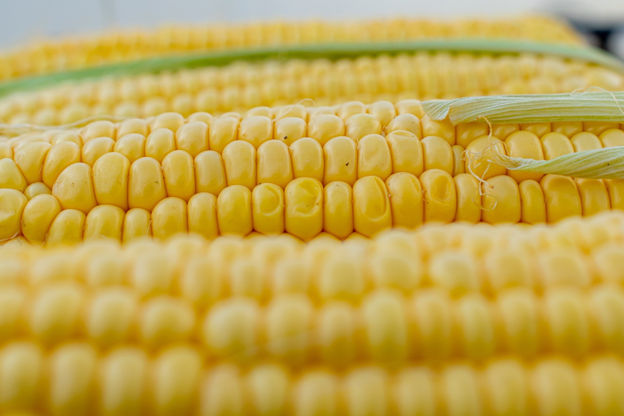 Corn: A Staple Grain (image credits: pixabay)