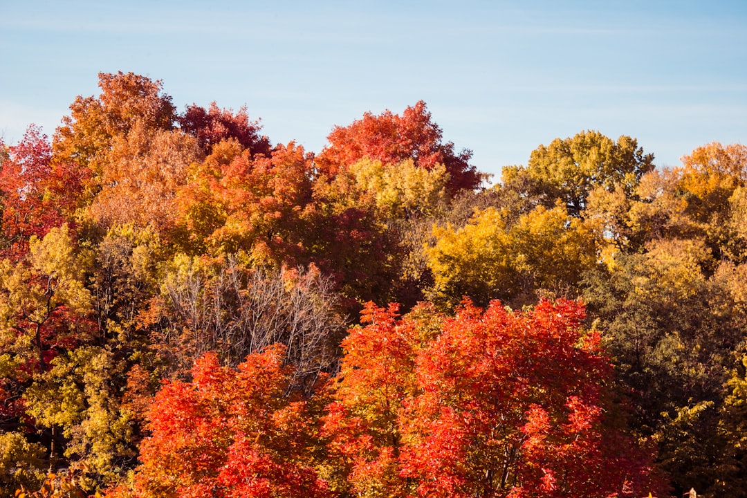 Sustainability: A Greener Choice (image credits: unsplash)