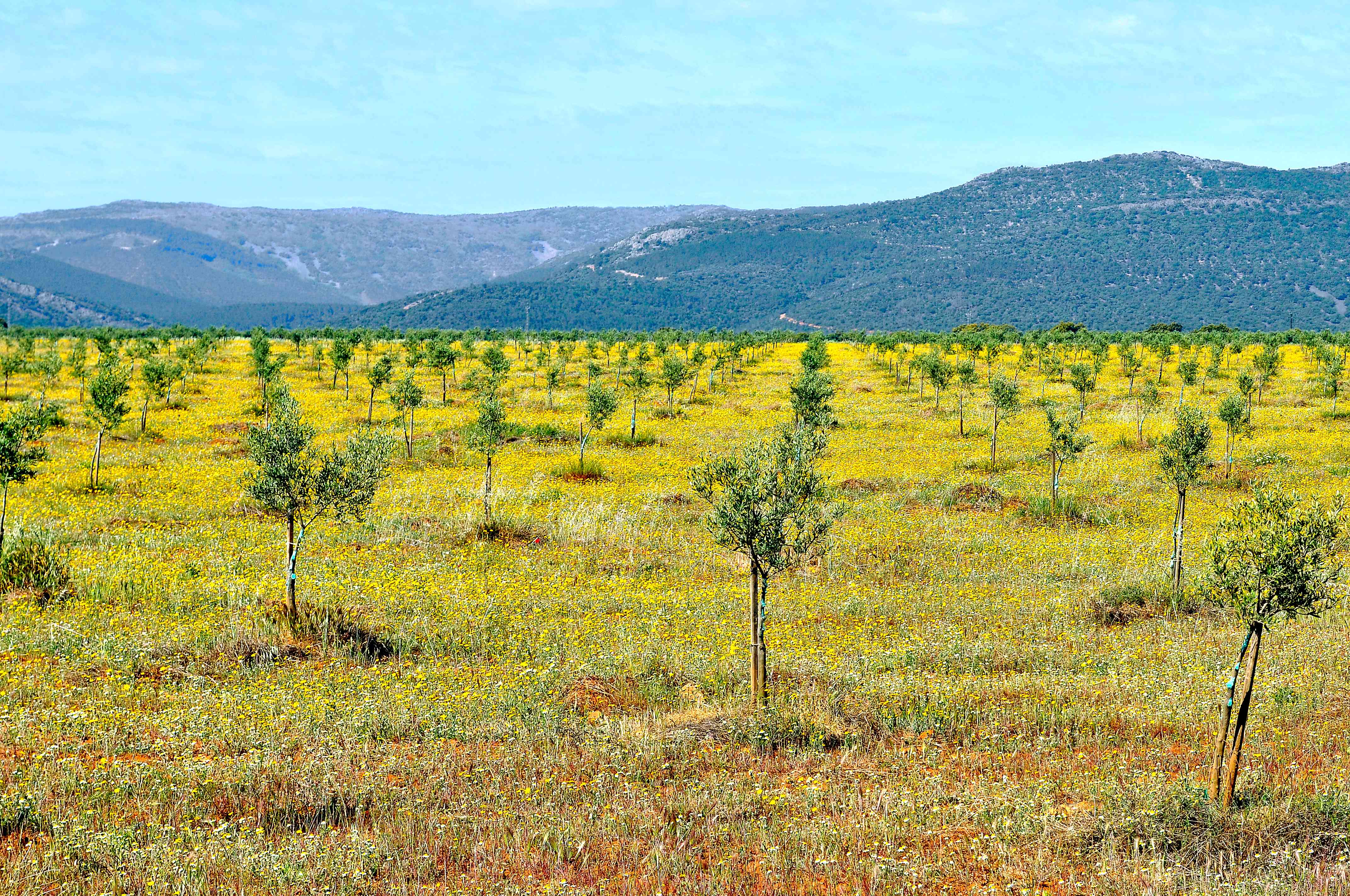 Sustainability and Environmental Impact (image credits: wikimedia)