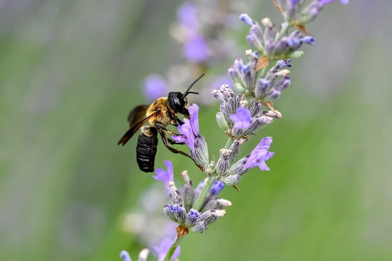 The Himalayan Giant: The World's Largest Bee and Its Extraordinary Product (Image Credits: Pixabay)