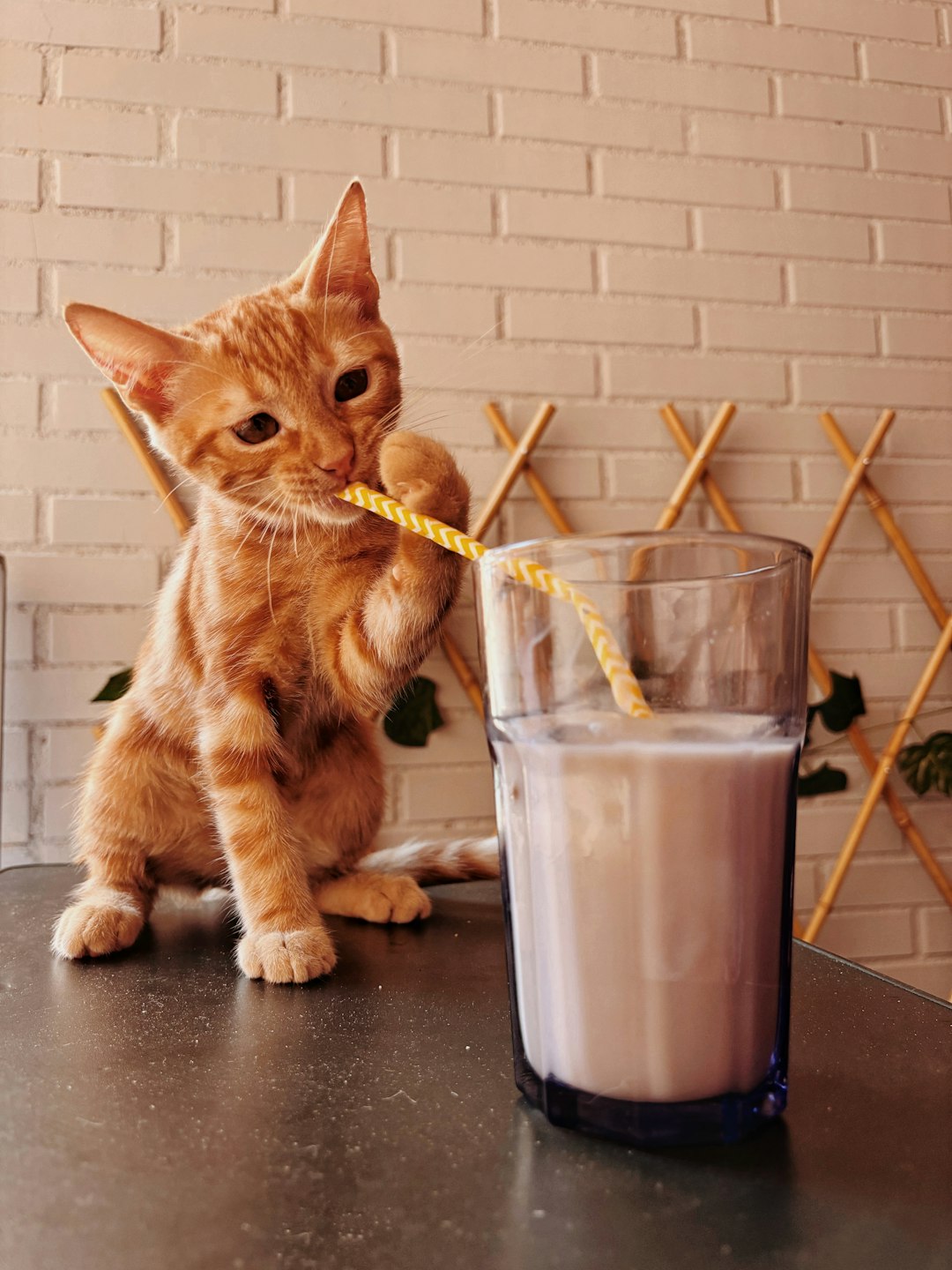 Dairy - The Myth That Won't Die (image credits: unsplash)