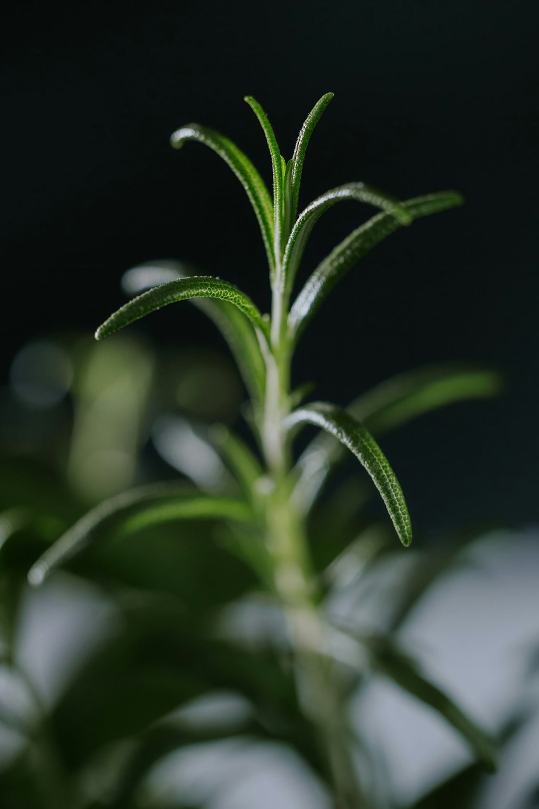Rosemary (image credits: unsplash)