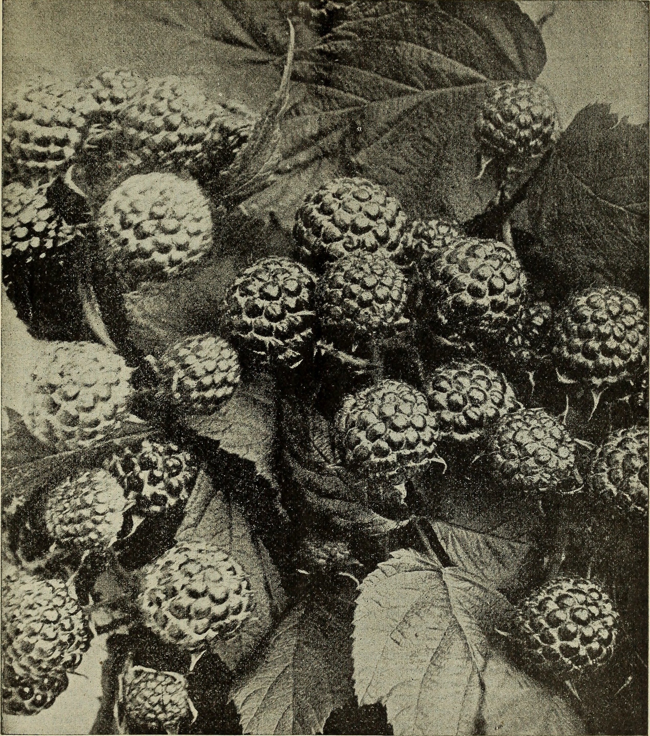 The Impact of Big Agriculture on Small Farms (image credits: wikimedia)