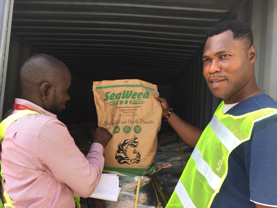 Conclusion: Embracing Seaweed's Potential (image credits: wikimedia)