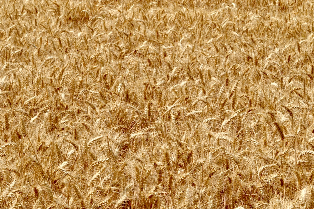 Fermented Grains: A Nutty Crunch (image credits: unsplash)