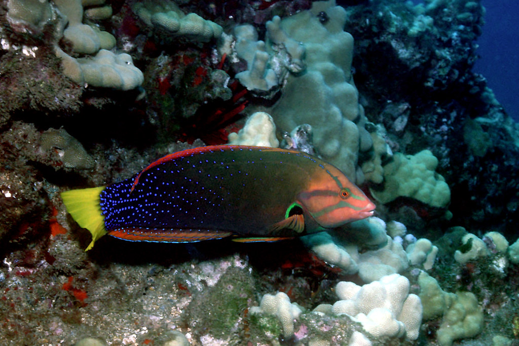Yellowtail: The Contamination Concern (image credits: flickr)