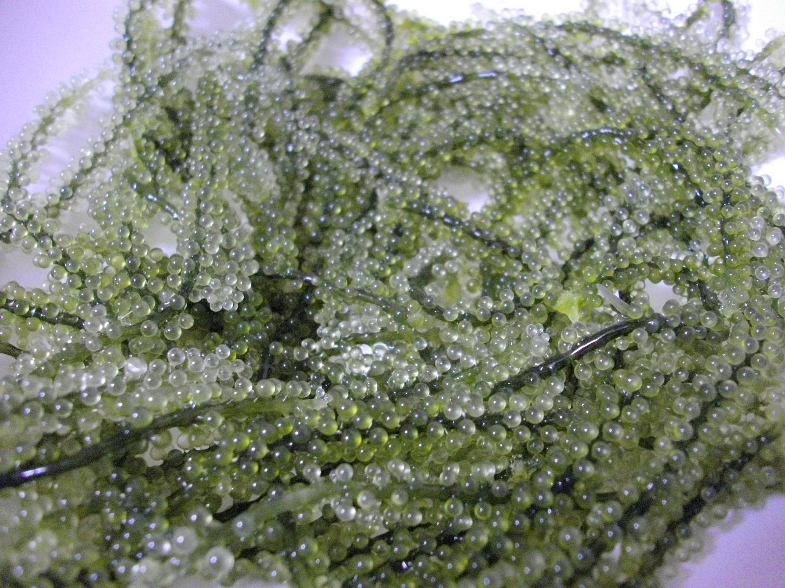 Sea Grapes: Nature's Edible Orbeez (Image Credits: By Yusuke Kawasaki, CC BY 2.0, https://commons.wikimedia.org/w/index.php?curid=117654225)