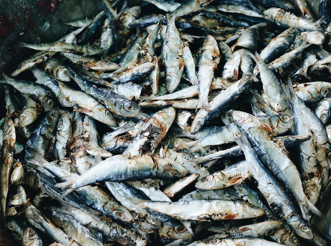Wild Fish Face Their Own Toxic Reality (image credits: unsplash)