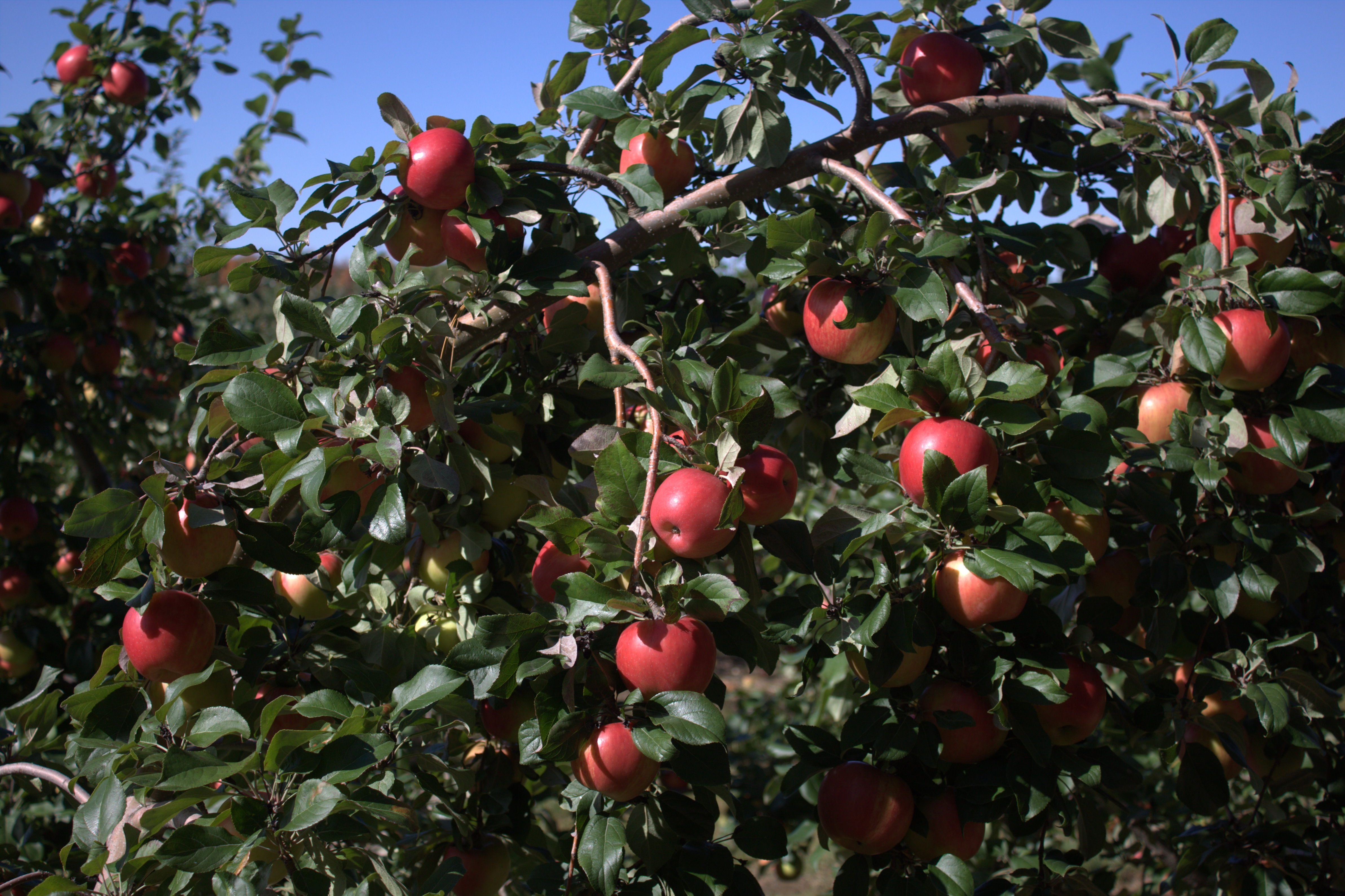 Pesticide Residues in Fresh Produce (image credits: wikimedia)