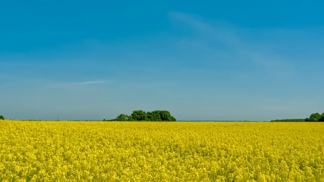 Conclusion: The Vegetable That Was Always Waiting (Image Credits: Unsplash)