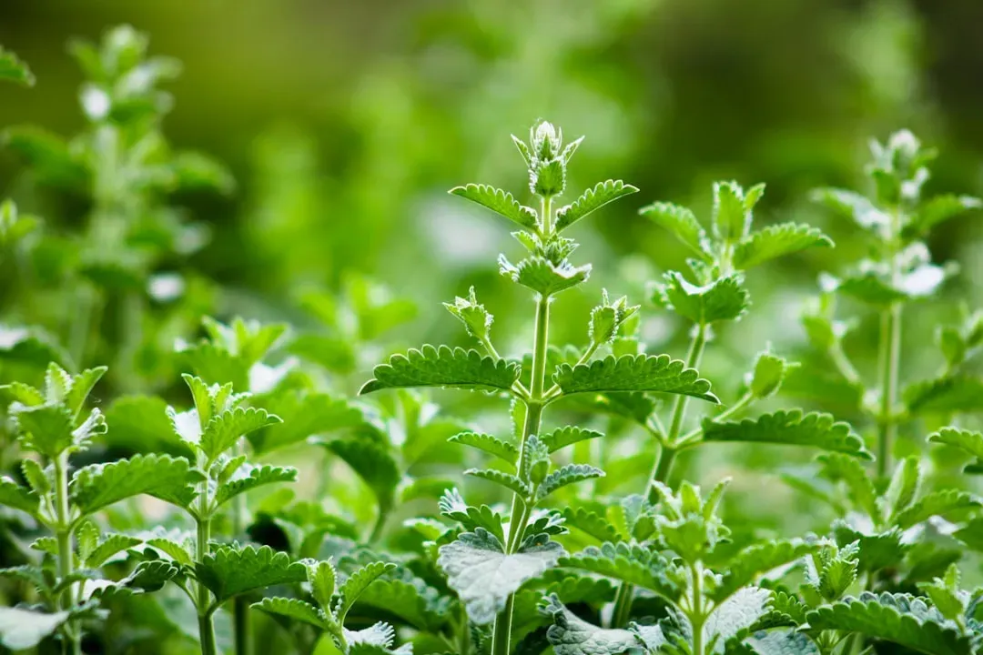 7. Stevia-Sweetened Products: "Natural" Doesn't Mean Neutral (Image Credits: Unsplash)