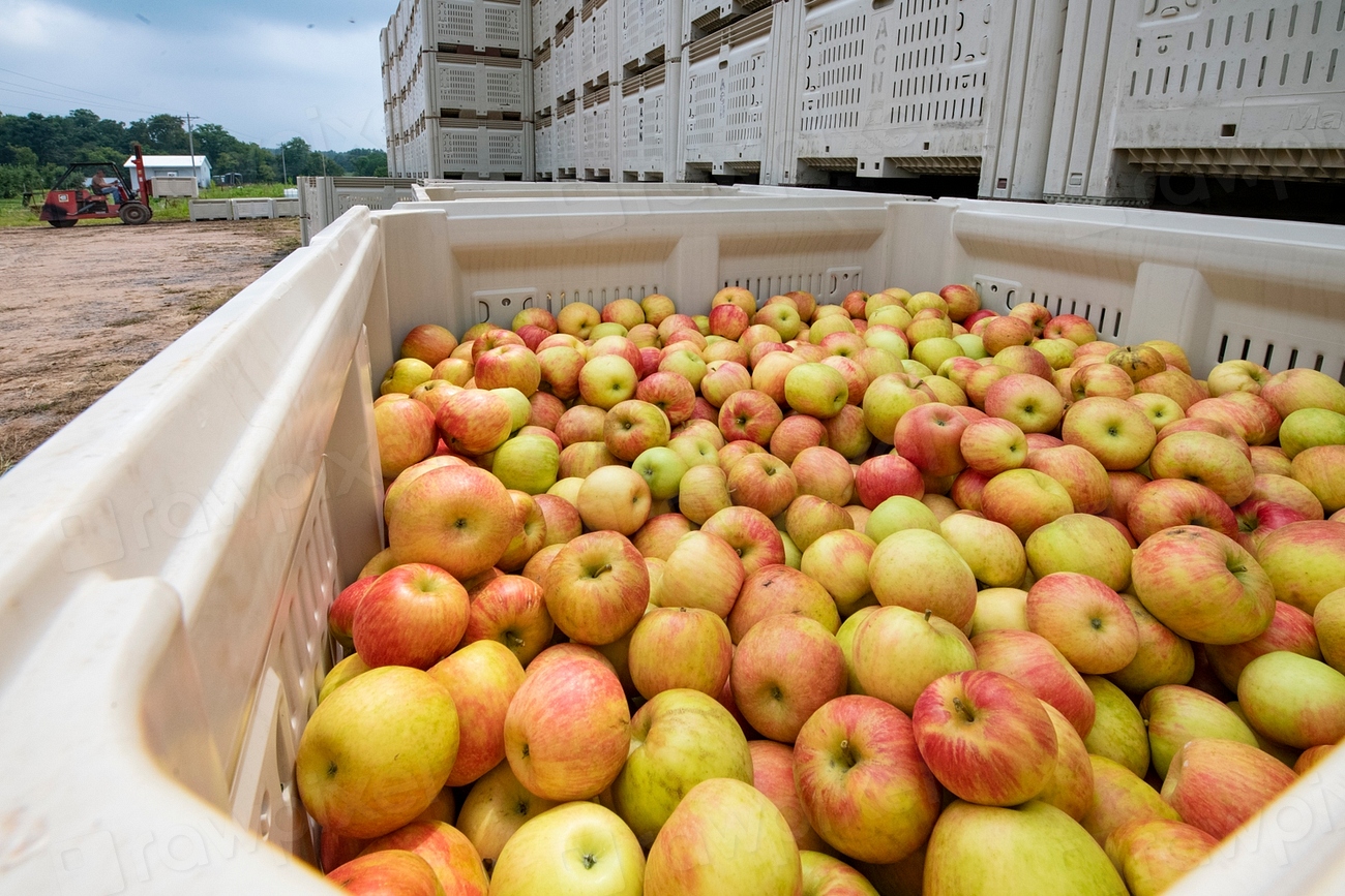 Fruit Frenzy: The Apple of Discord (image credits: rawpixel)