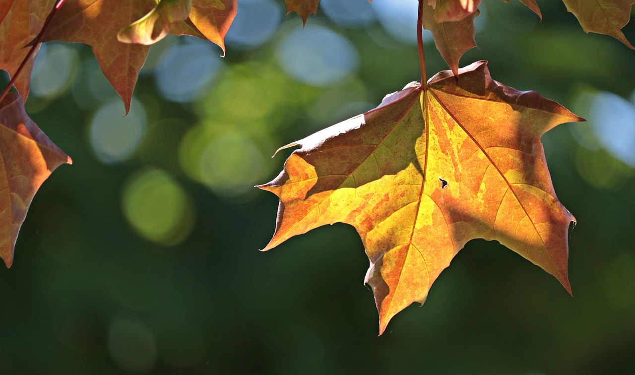 Maple Moves Into Savory Dishes (image credits: pixabay)
