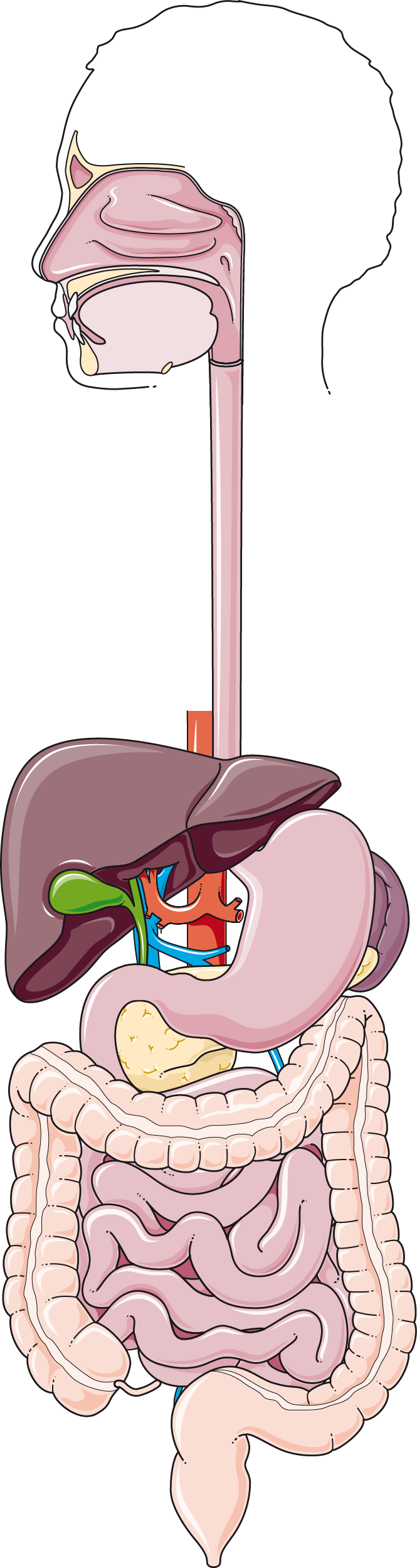 Digestive Troubles: The Gut Connection (image credits: wikimedia)