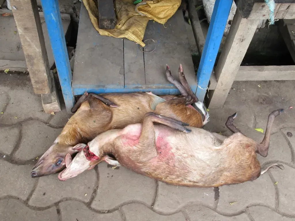 5. African Bushmeat (Image Credits: Flickr)