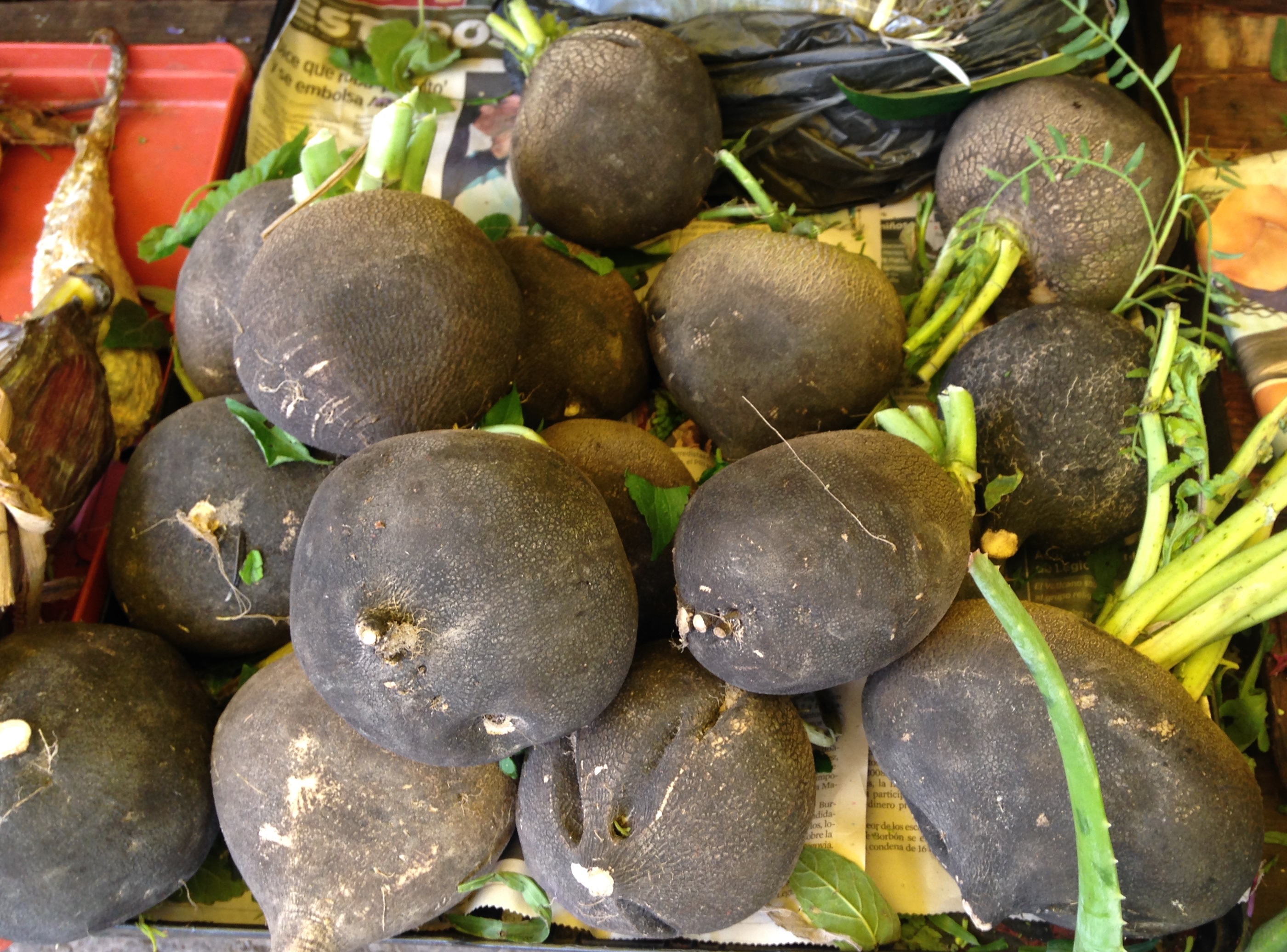 Black Spanish Radish: The Winter Warrior With Ancient Roots (image credits: wikimedia)