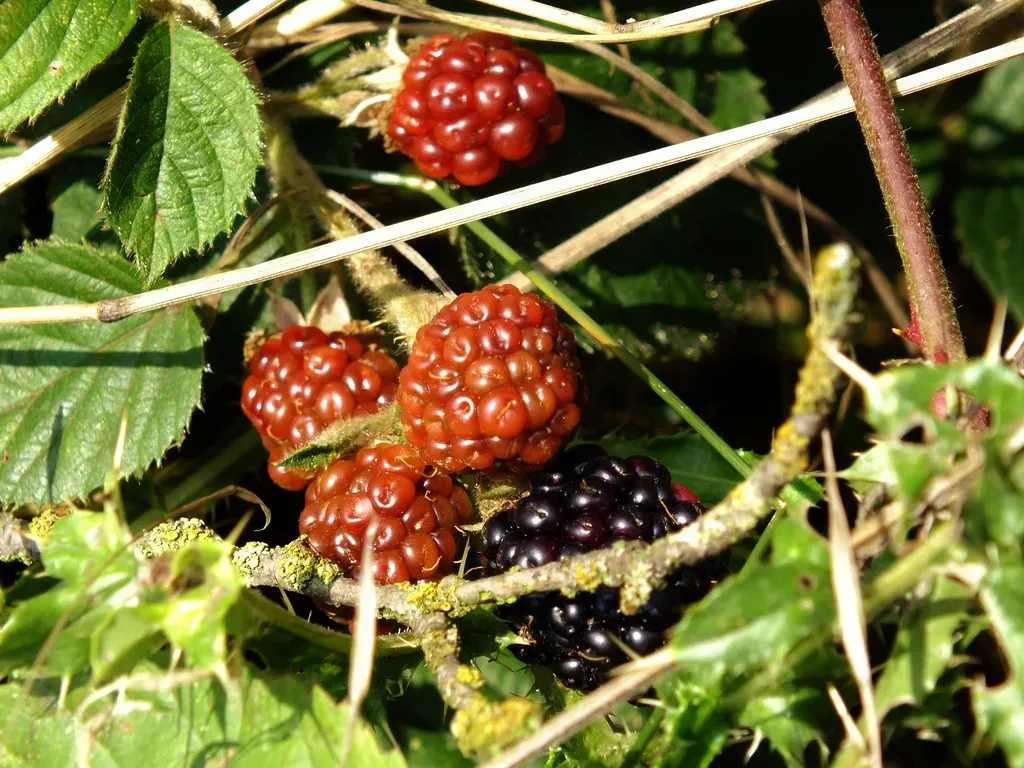 Premature Harvesting Cuts Nutrition Short (Image Credits: Flickr)