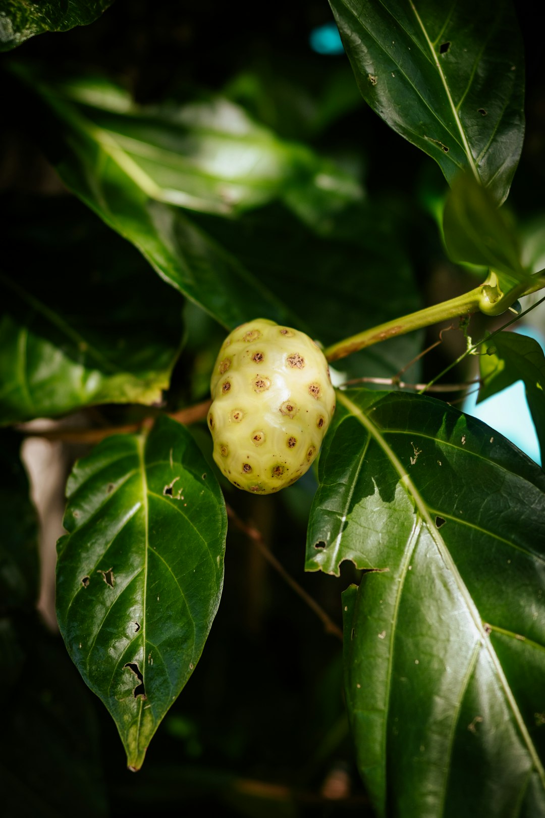 3. Noni Fruit: The Tropical Healer (image credits: unsplash)