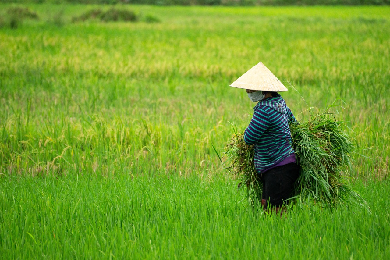 Rice as Cultural Identity and Social Connection (image credits: pixabay)