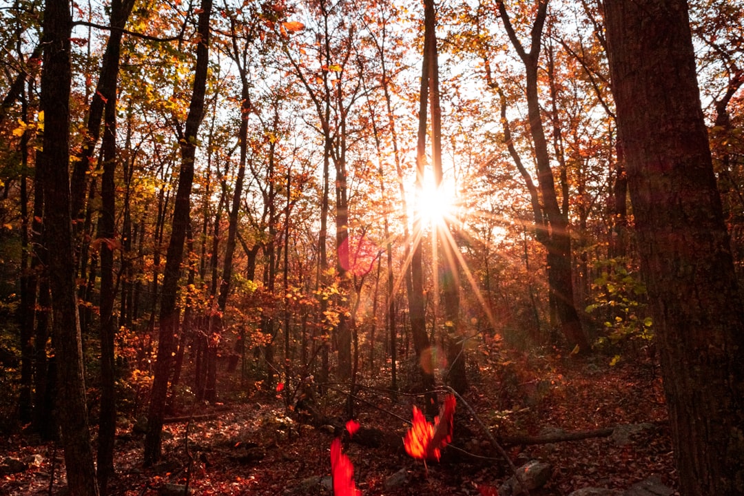 Natural Disasters and Their Aftermath (image credits: unsplash)