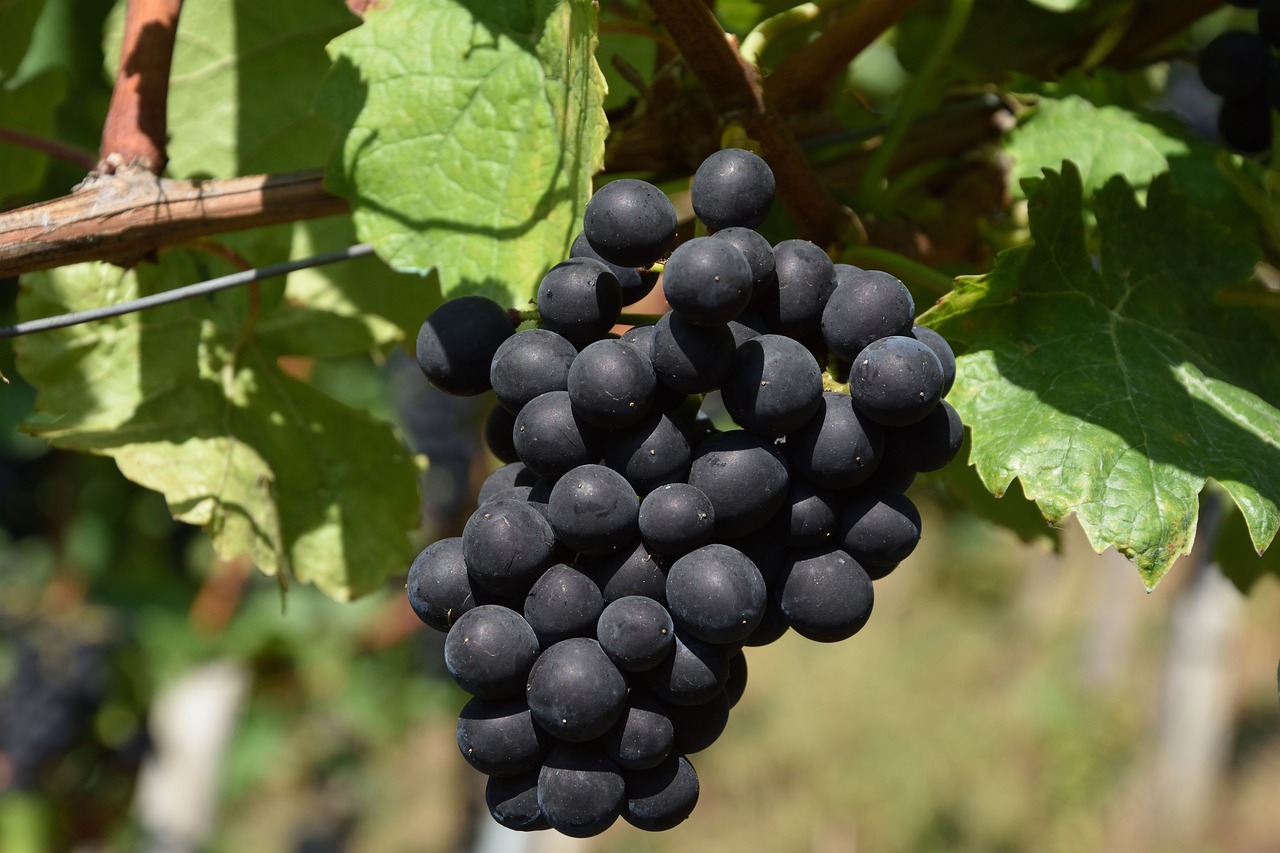 Grapes (Especially Red/Purple): Nature’s Wrinkle Blockers (image credits: pixabay)