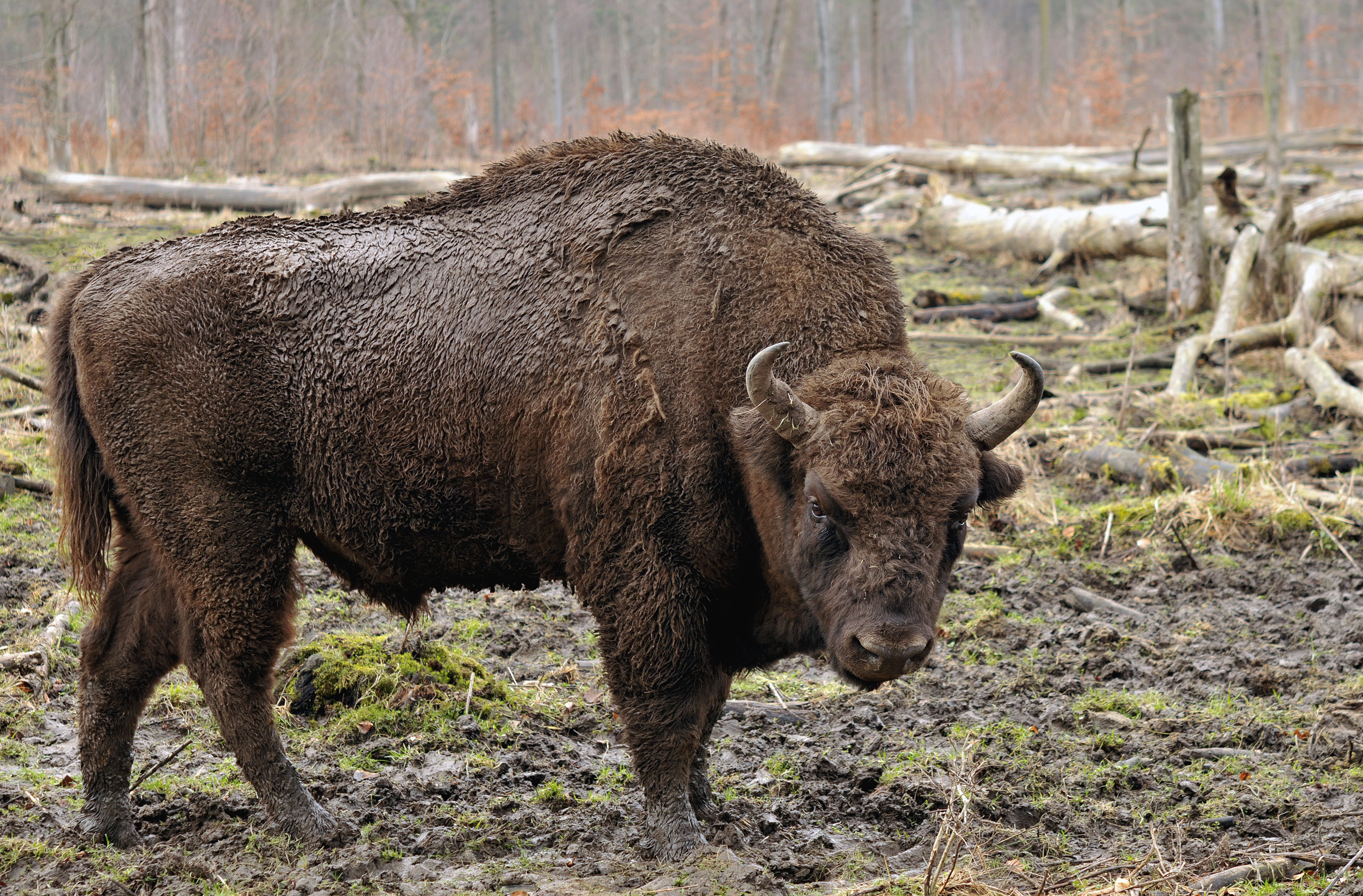 Bison: The Nutrient-Dense Powerhouse (image credits: wikimedia)