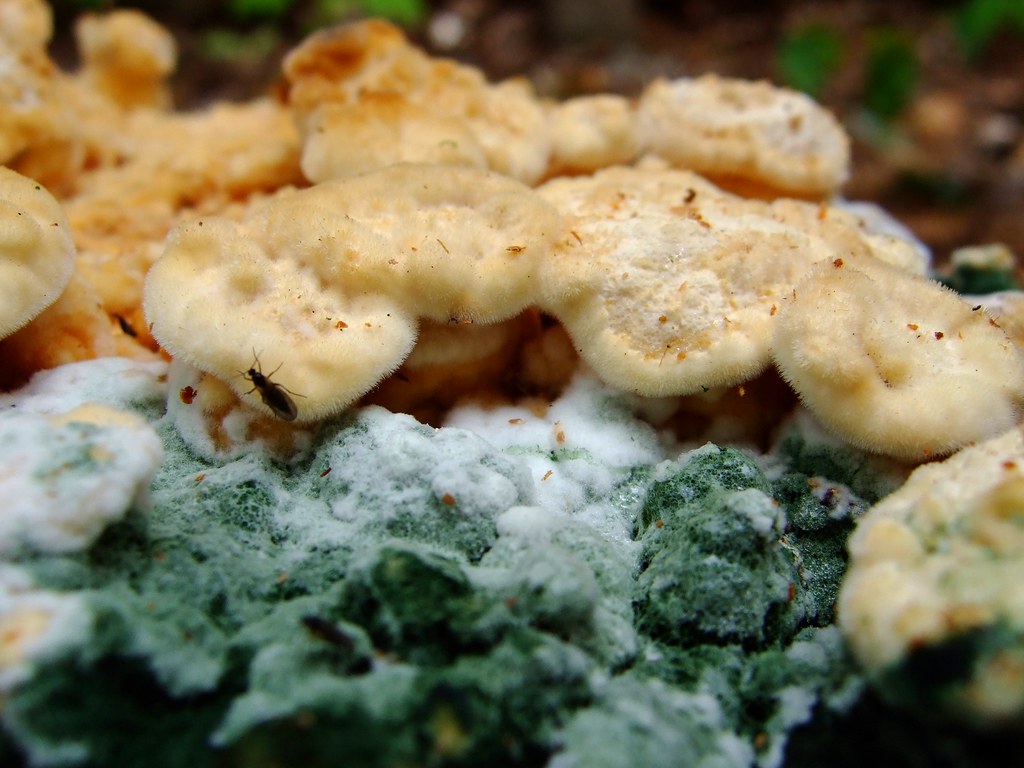 Using the Same Plates for Raw and Cooked Foods (image credits: flickr)