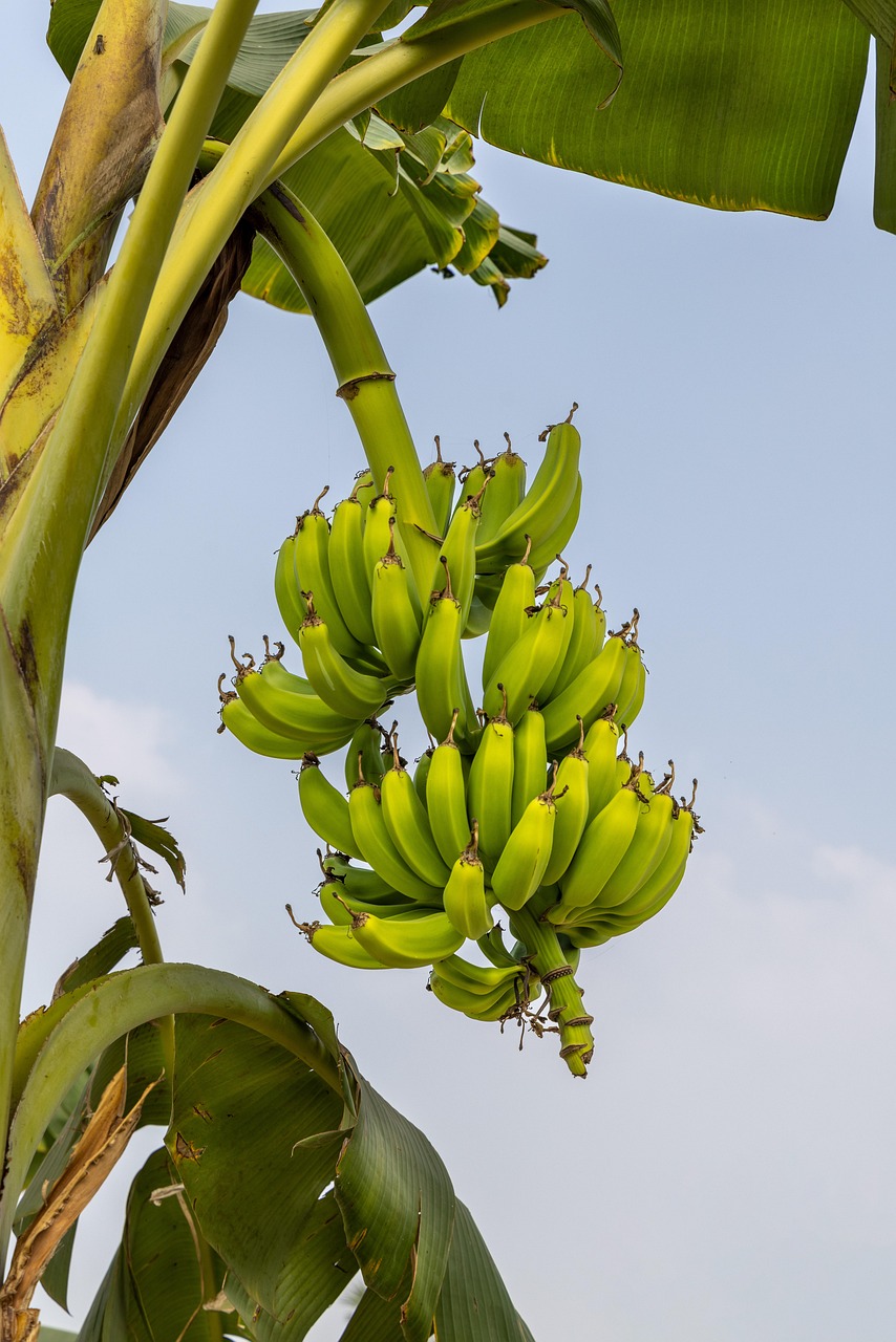 Bananas (Very Ripe) (image credits: pixabay)