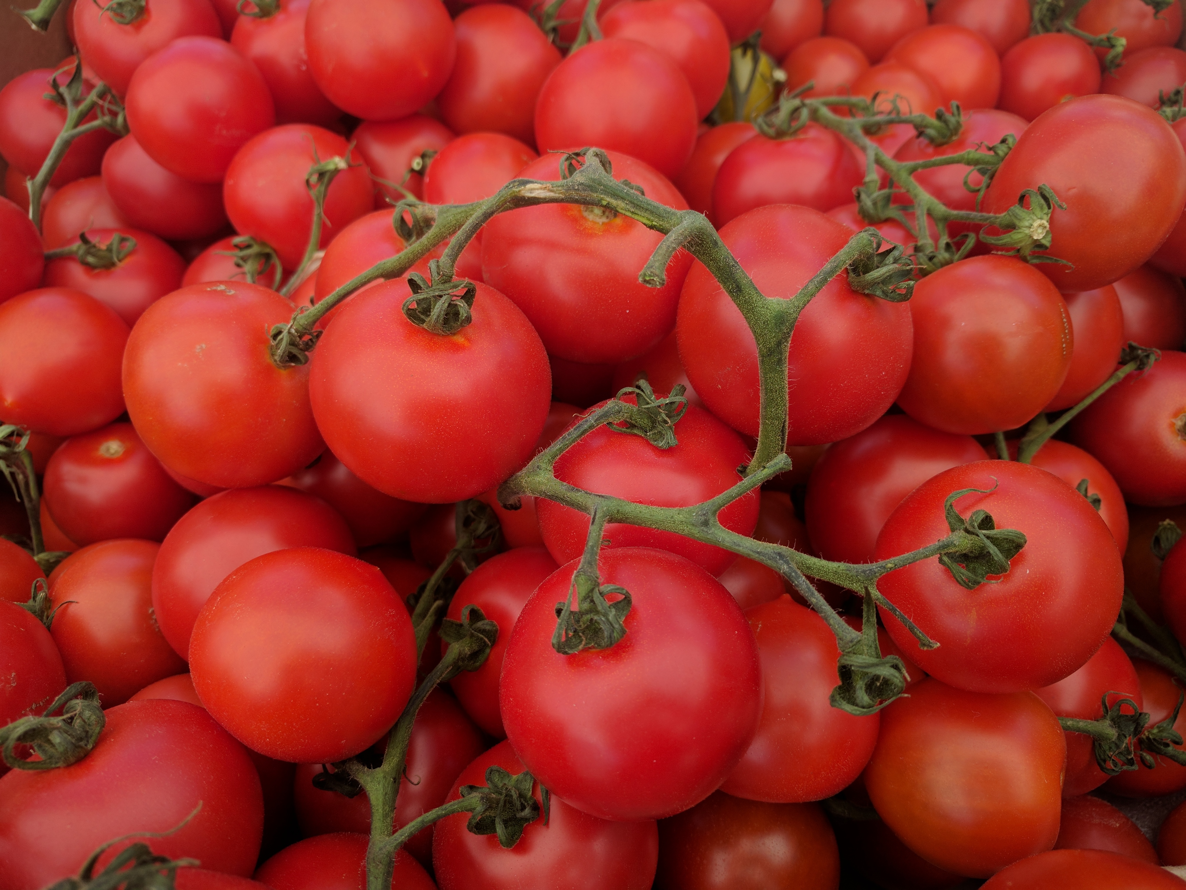 What’s Next? The Uncertain Future of Tomato Prices (image credits: wikimedia)