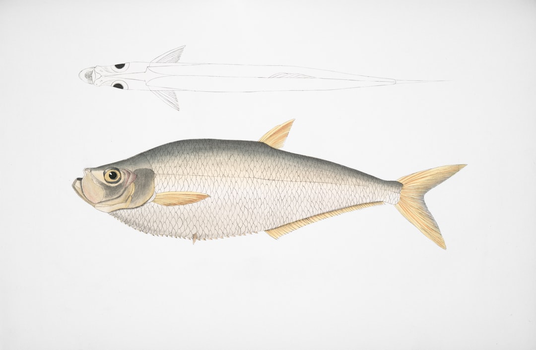 Herring Holds Ancient Secrets to Modern Health (image credits: unsplash)