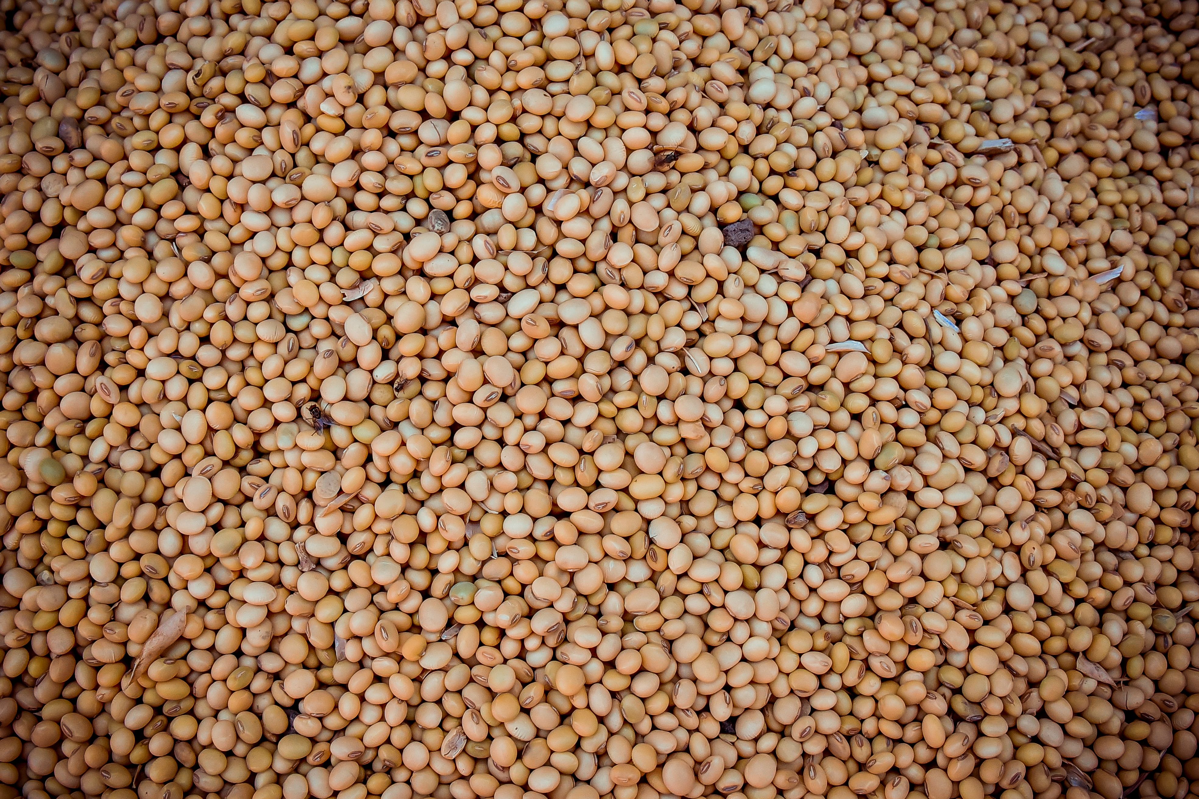 9. Pine Nuts: Tiny but Mighty (image credits: wikimedia)
