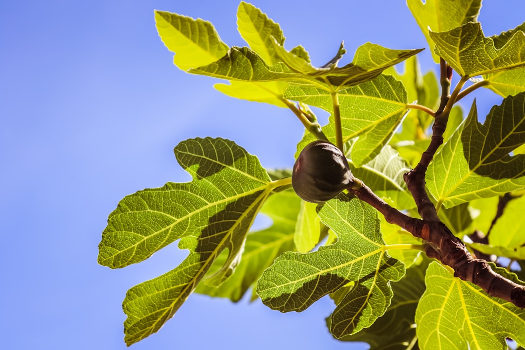 The Art of Pairing Fig Leaves with Other Ingredients (image credits: unsplash)