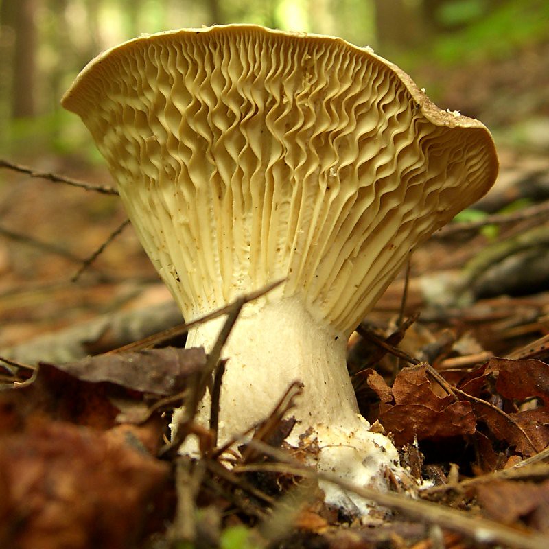 Chanterelle Mushrooms - The Golden Luxury (image credits: flickr)