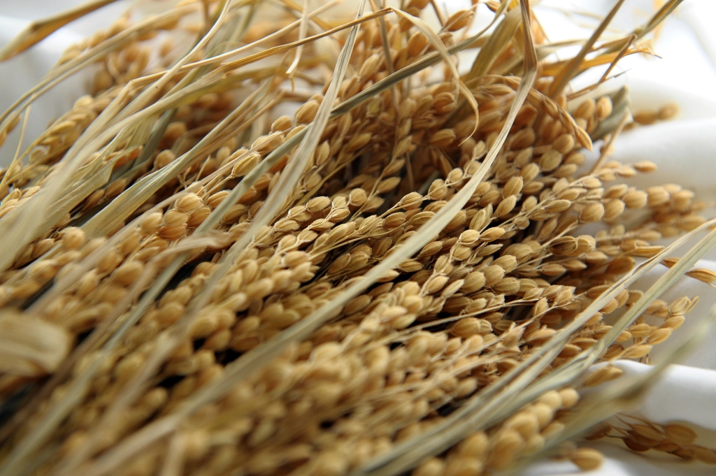 Rye: The Fiber Champion (image credits: rawpixel)