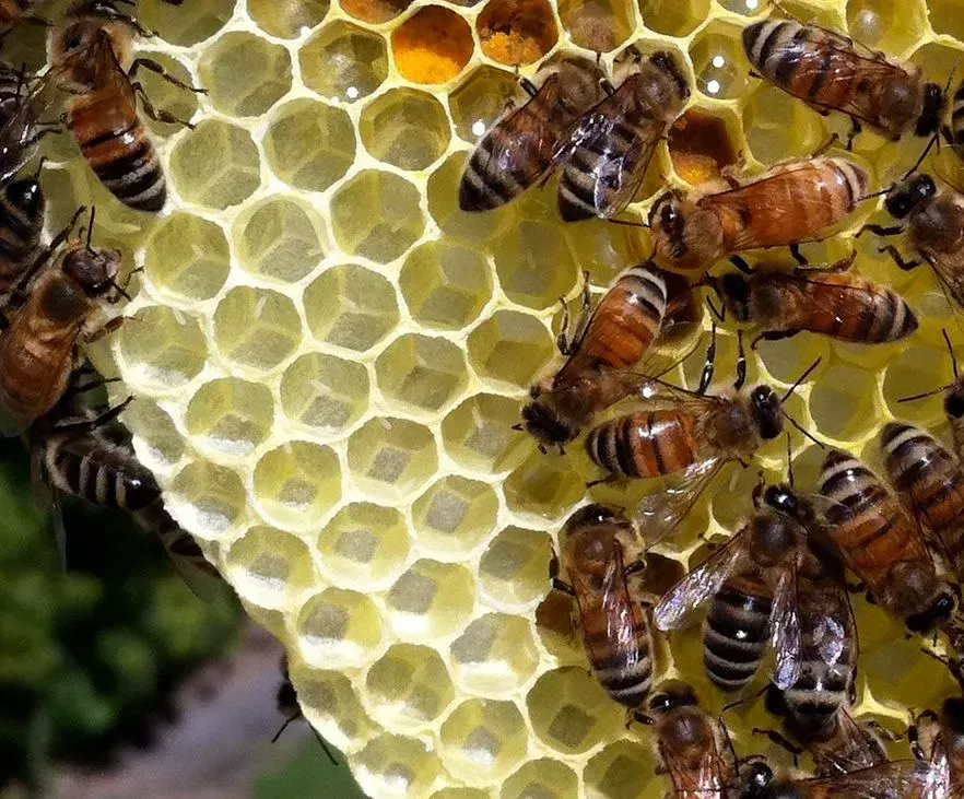 1. Honey Is Essentially Immortal - And Scientists Still Marvel at Why (Jordan, Flickr, CC BY 2.0)