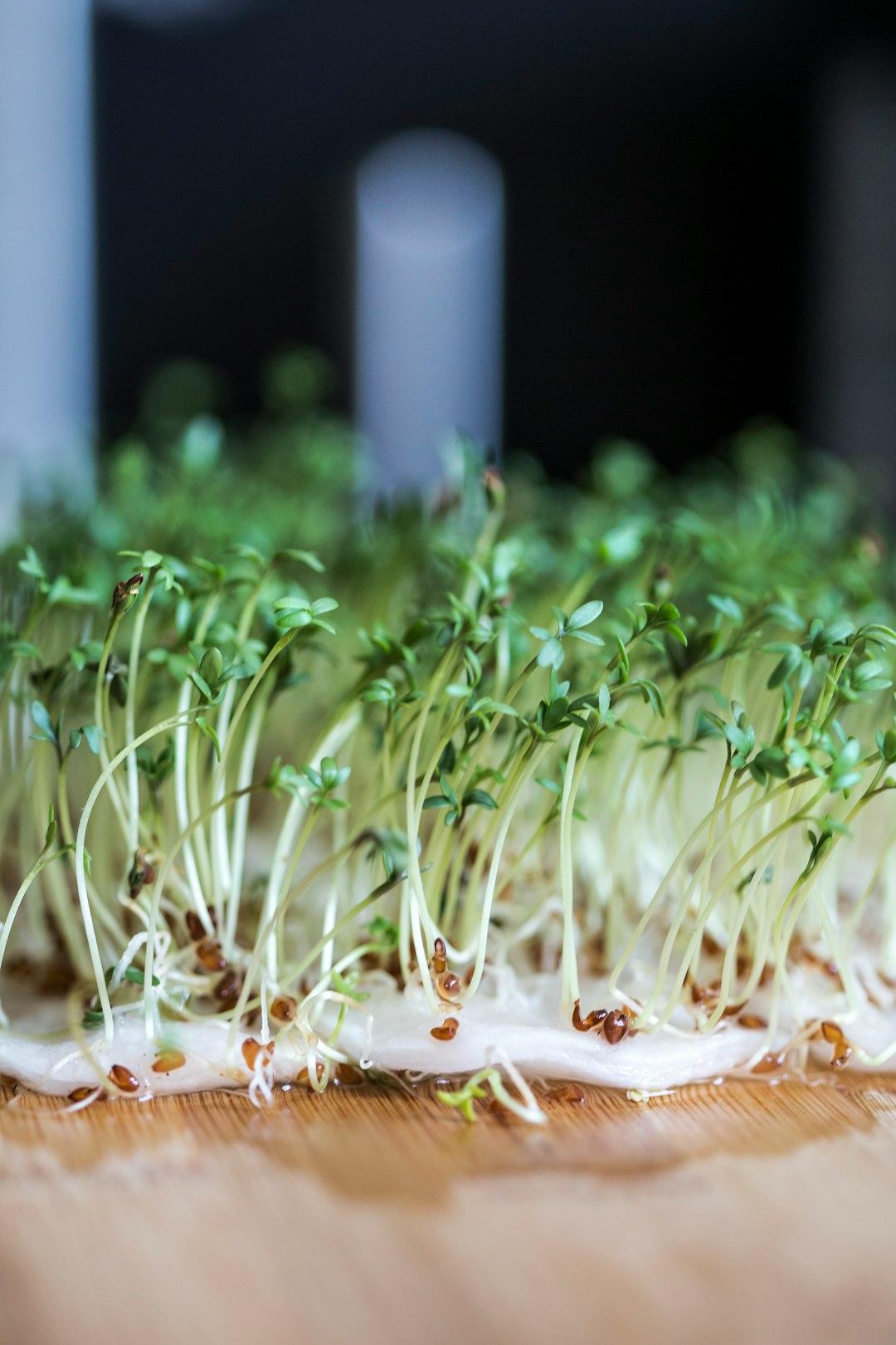 Watercress: The Forgotten Leafy Green (image credits: unsplash)